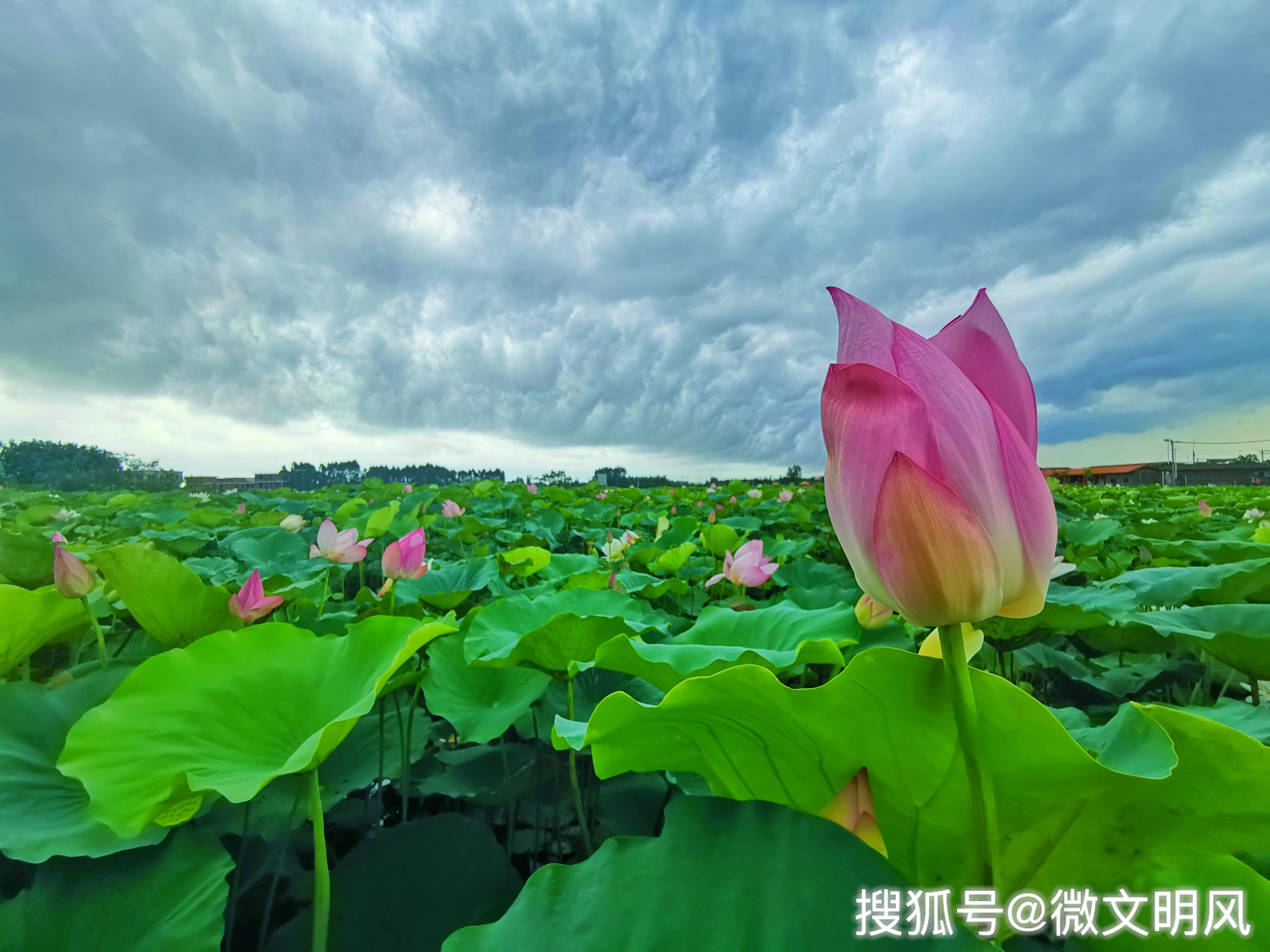 雨后荷花特迷人湛江万亩基地接天莲叶无穷碧