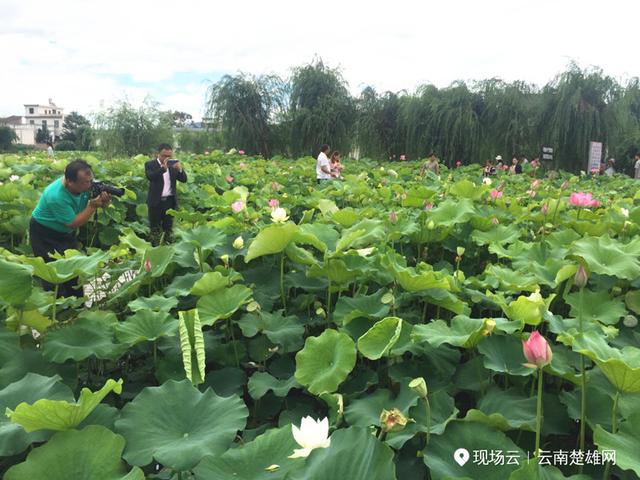 以荷为媒兴产业 农旅融合促发展 姚安2019年荷花节举行_旅游