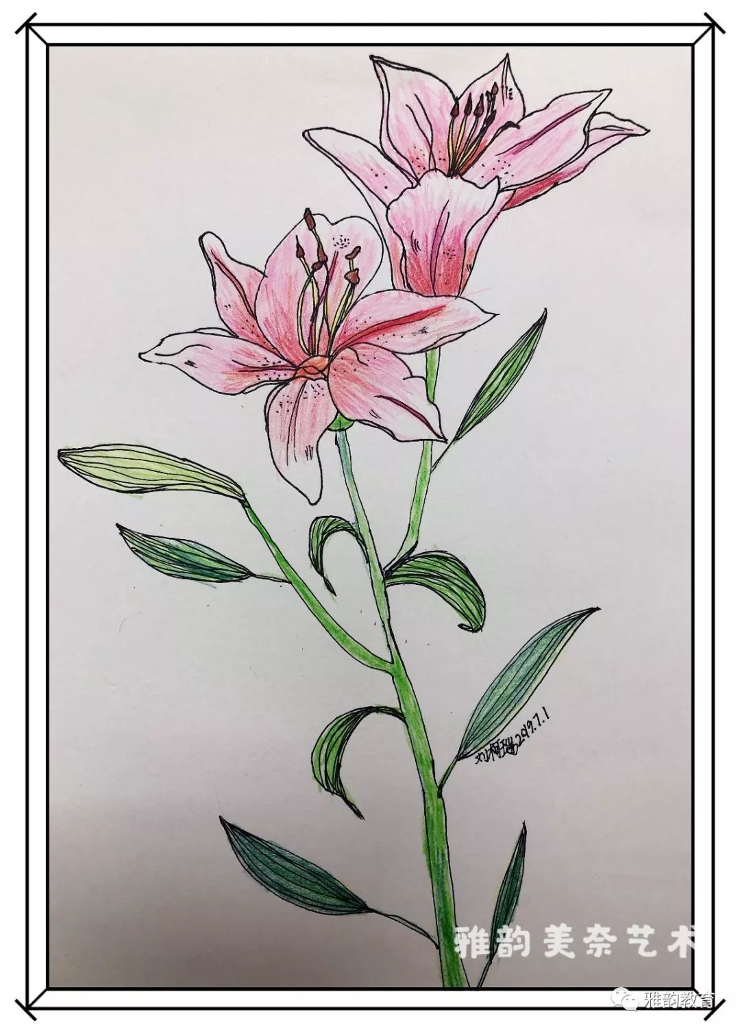 《百合》