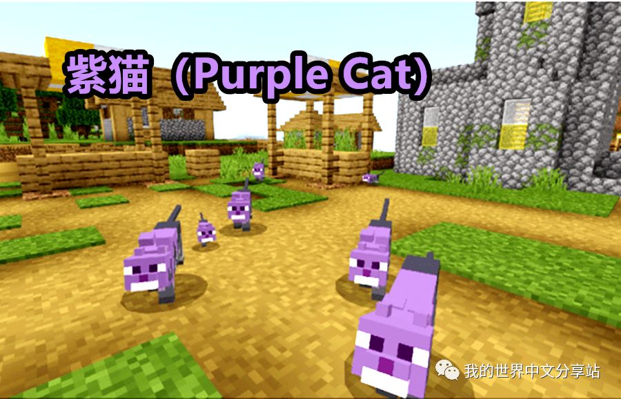 证据:紫猫——purple cat