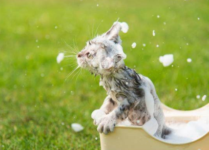怎么给小猫洗澡?给小猫咪洗澡需要注意什么?
