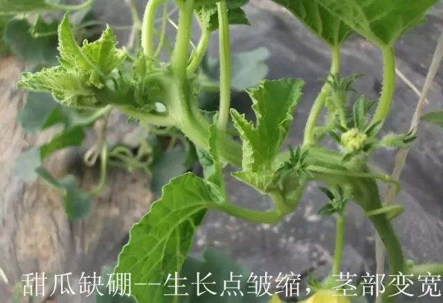 作物缺素"典型"症状图!(超级实用)