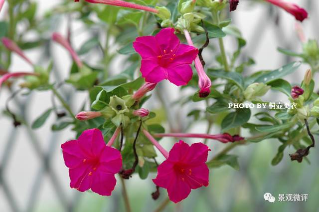 22.名字:紫茉莉(胭脂花)学名:mirabilis jalapa l.