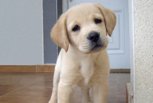 怎么看小狗是不是拉布拉多 4a8287702acb4364aeab30ef599a0c87.jpeg