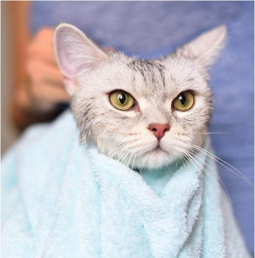 怎么给小猫洗澡?给小猫咪洗澡需要注意什么?