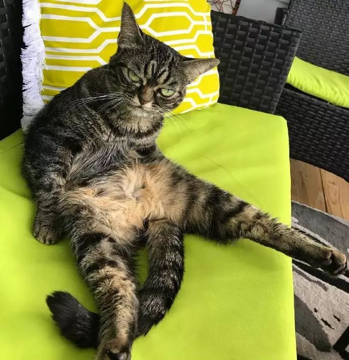 小猫咪看起来好凶!像楼下生气的奶奶! 188体育竞技平台