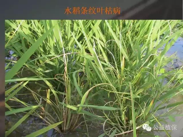 水稻病虫害图,建议收藏