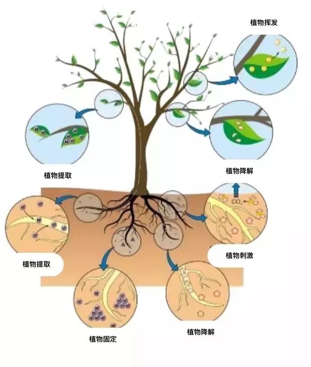 植物修复化学稳定化是目前国内外应用比较成熟的一项重金属土壤污染