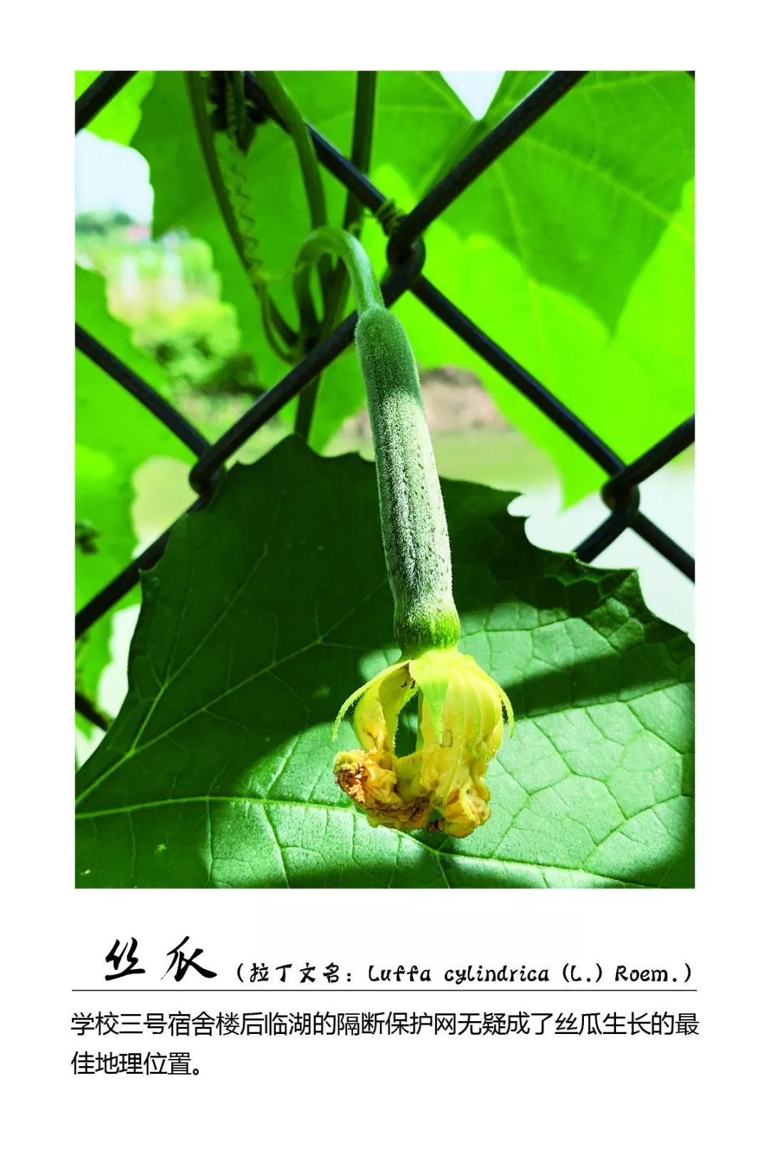 丝瓜的茎叶粗糙有短柔毛,叶片通常呈掌状有5-7个裂片,开黄色小花