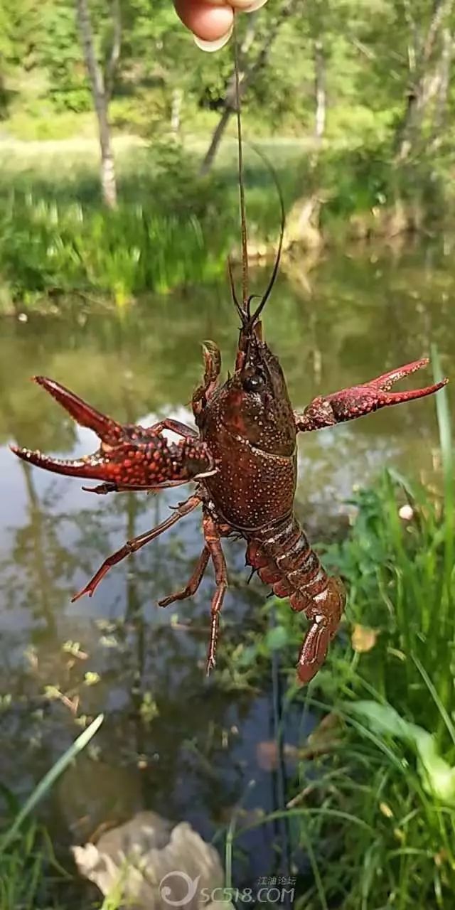 荷韵城固小龙虾垂钓大赛邀您嗨爆夏末