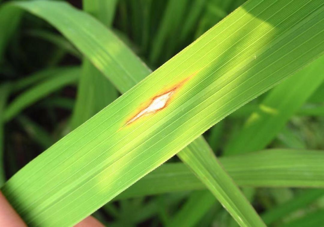 高温湿热水稻稻瘟病来袭,重点关注2种类型,防治方案内详