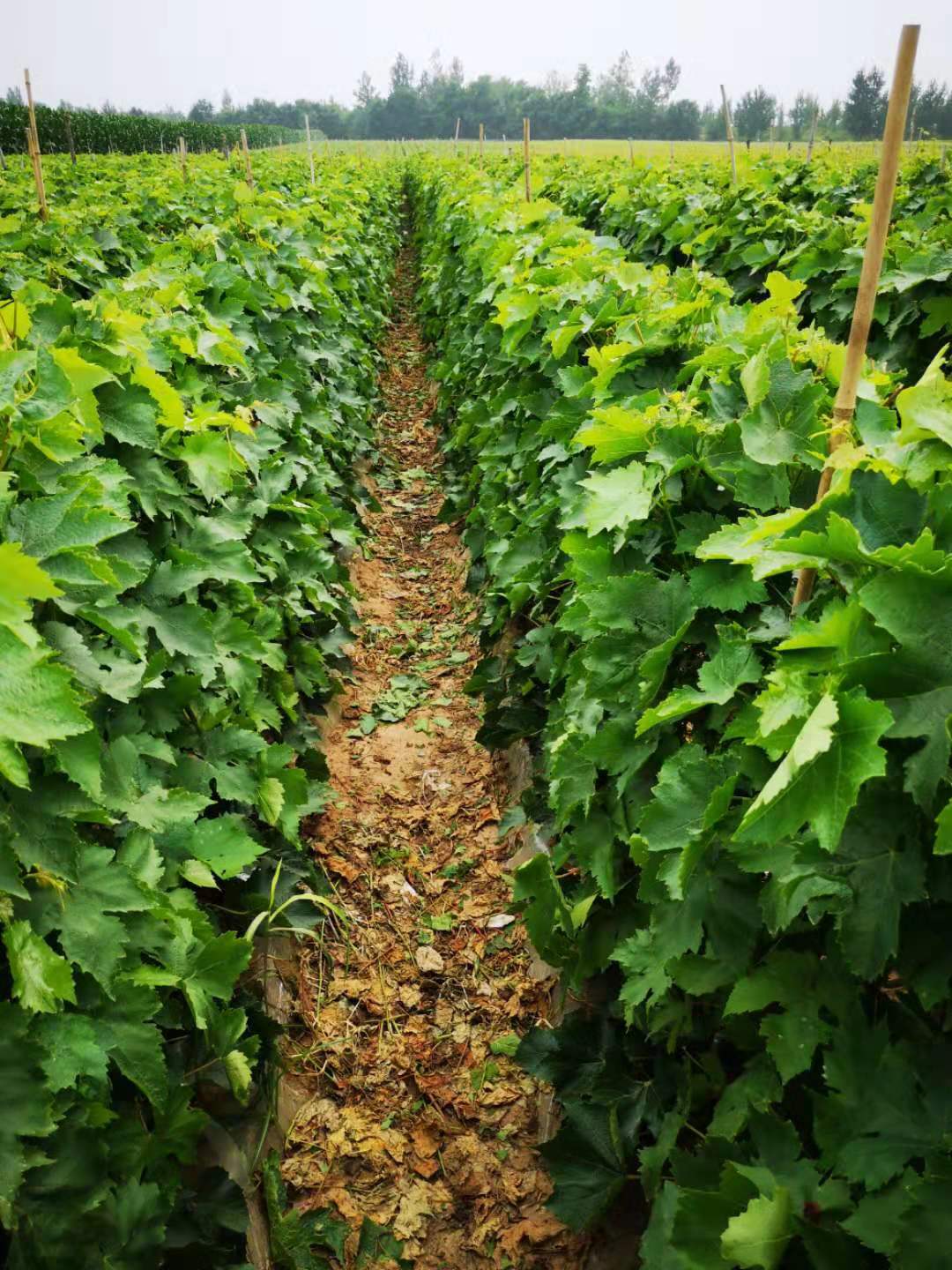 广东适合种什么葡萄苗 94f8234e636f4b67bc5d23e98d7ab775.jpeg