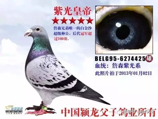 詹森紫光系鸽系令人震撼