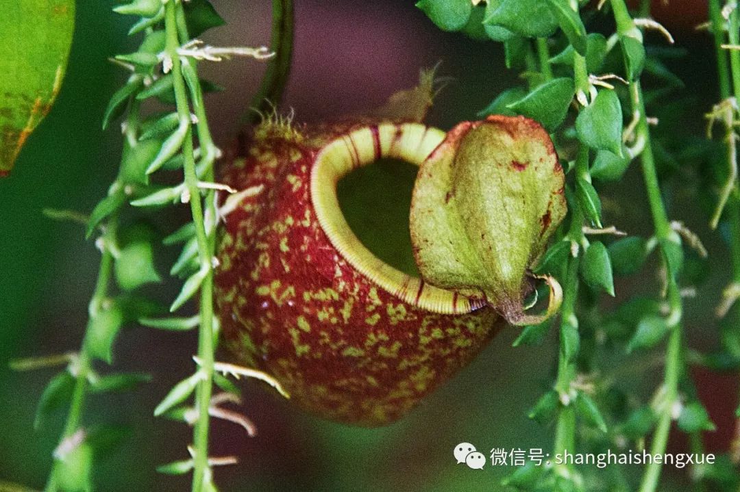 图/视觉中国 "虫虫的危机"是上海植物园建园以来首次举办的综合性食虫
