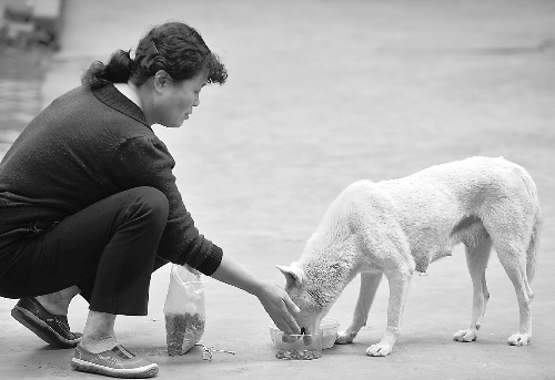 为什么街上的流浪狗多半是小型犬 体型