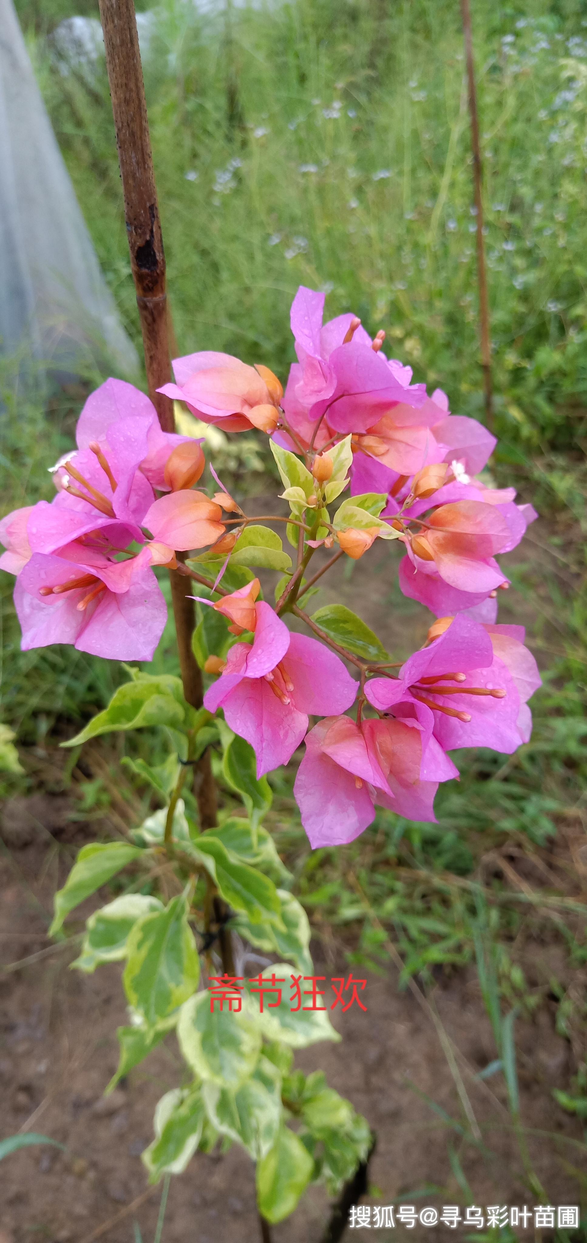 三角梅品种花色多