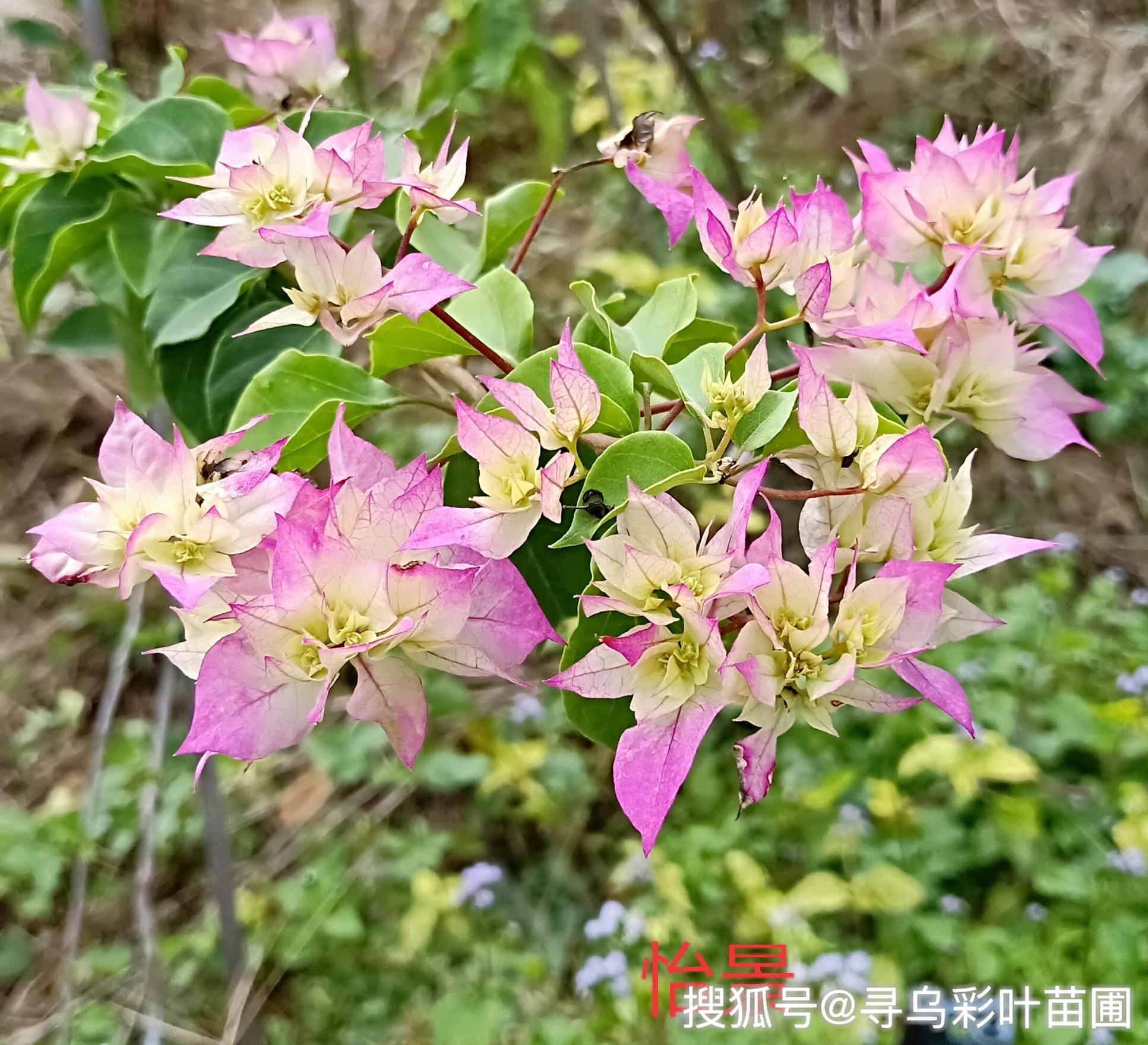 三角梅品种花色多