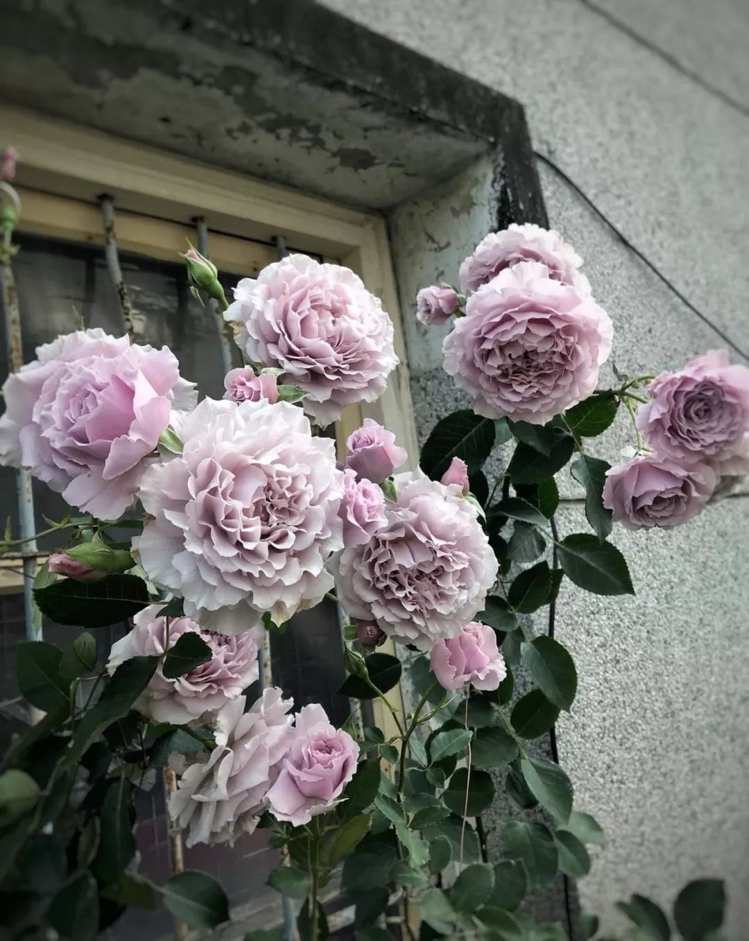 七夕将至,来一场与蓝紫色月季的浪漫邂逅吧