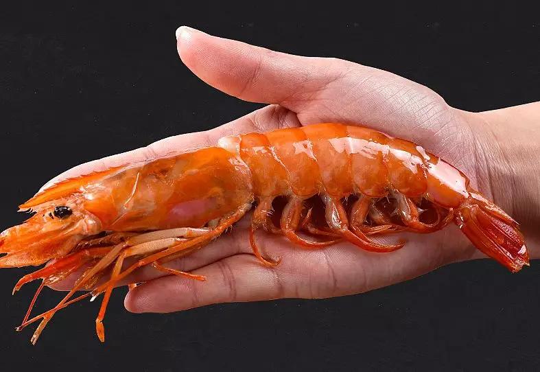 入得了夜市" 个大肉紧,味道甜 阿根廷红虾生长在阿根廷南部海域(南极
