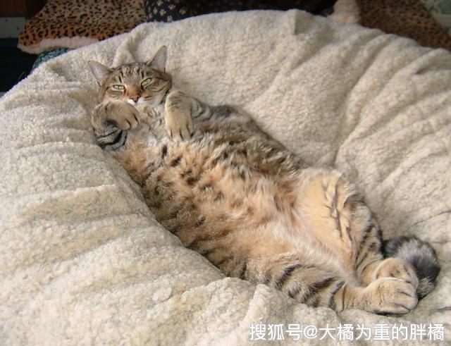 被猫跳蚤咬了怎么办