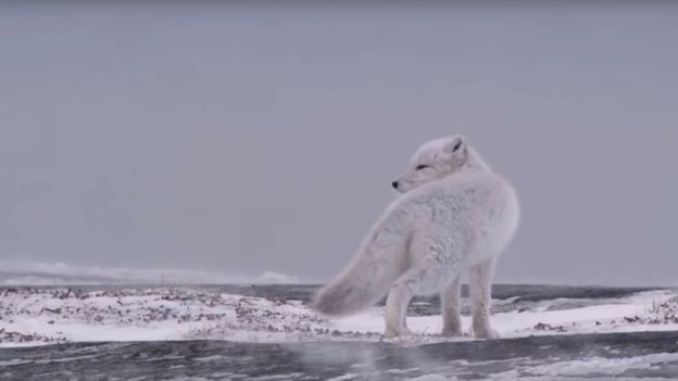76天3605公里，一只北极狐的史诗般旅程，背后的真相令人心酸