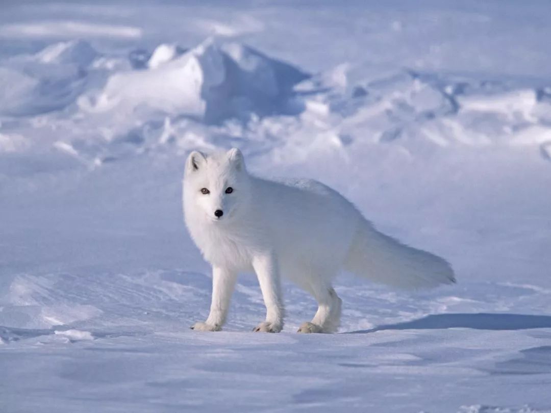 How the Arctic fox survives life in the frozen North | One Earth