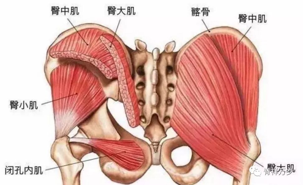 梨状肌腰痛必治