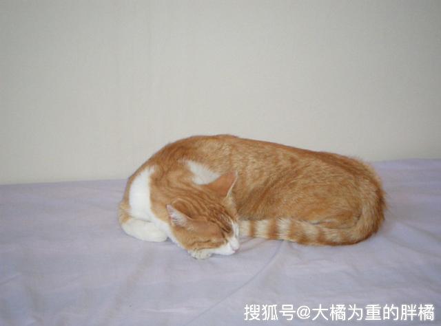 被猫跳蚤咬了怎么办