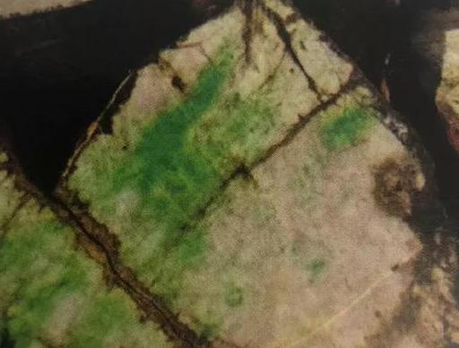 ��ȫ���ԭʯ֪ʶ�������ԭʯ���ڴ�ȫ֪ʶ