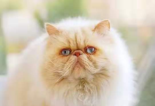 白猫排名_二哈和他的白猫师尊(3)