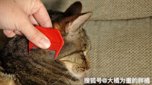 被猫跳蚤咬了怎么办