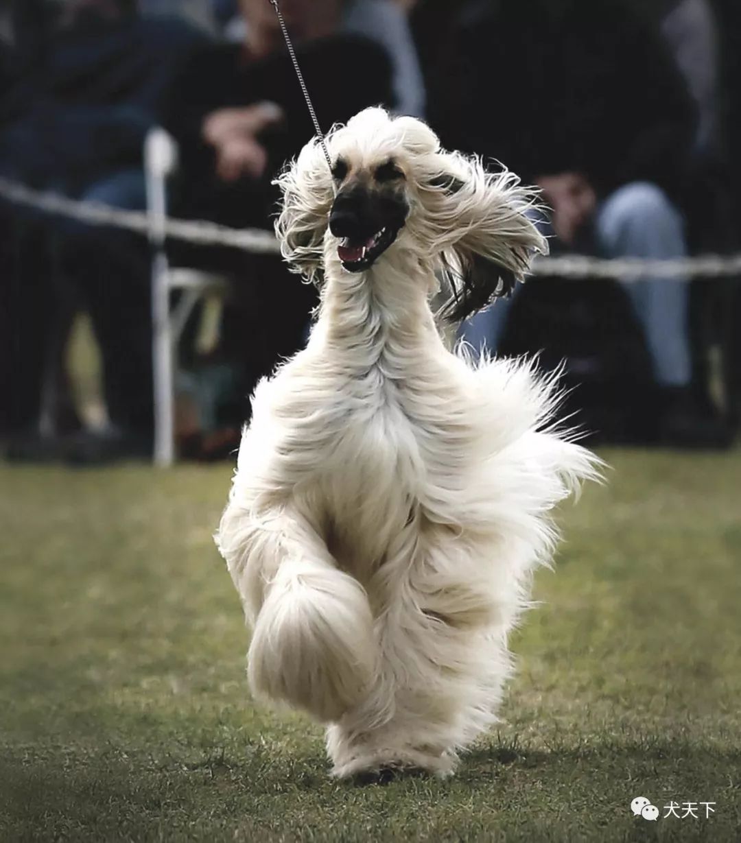 点指名犬古老神秘的风之骄子阿富汗猎犬