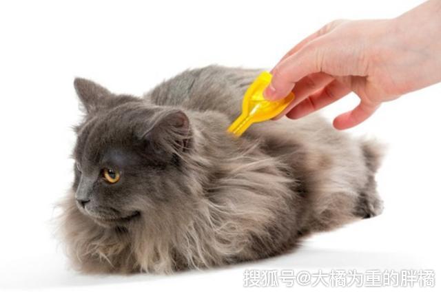 被猫跳蚤咬了怎么办