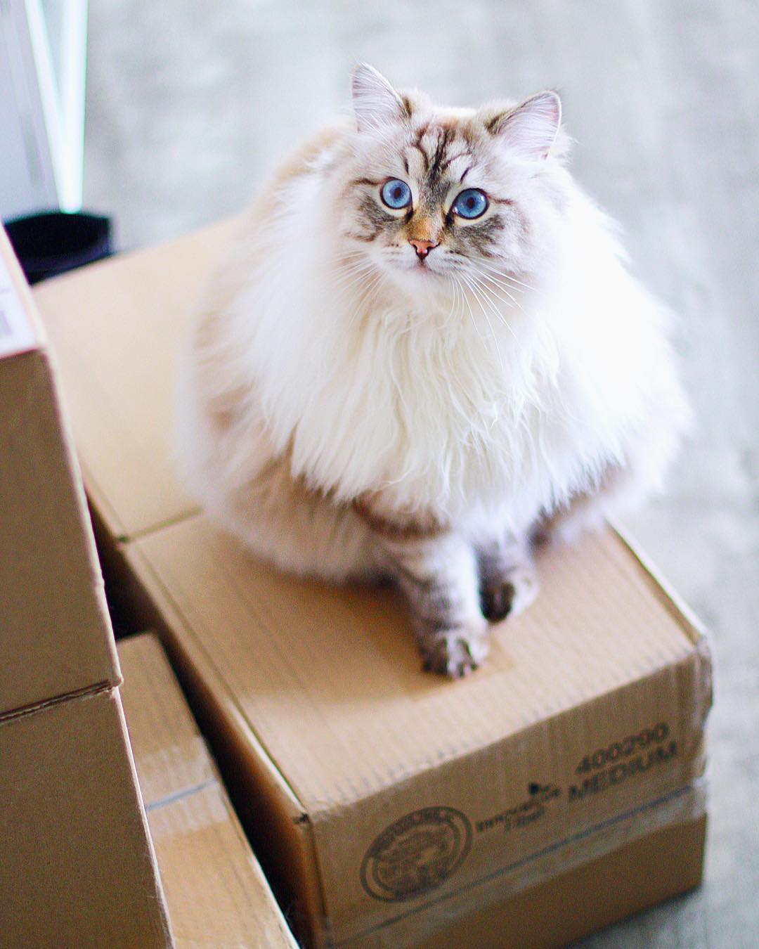 在医院给猫打完疫苗可以直接回家?疫苗过敏的