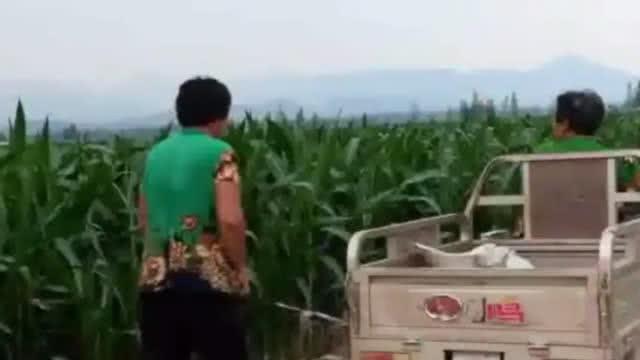 瓜农拽倒偷瓜贼反倒赔300,警方为何不处罚偷瓜者?