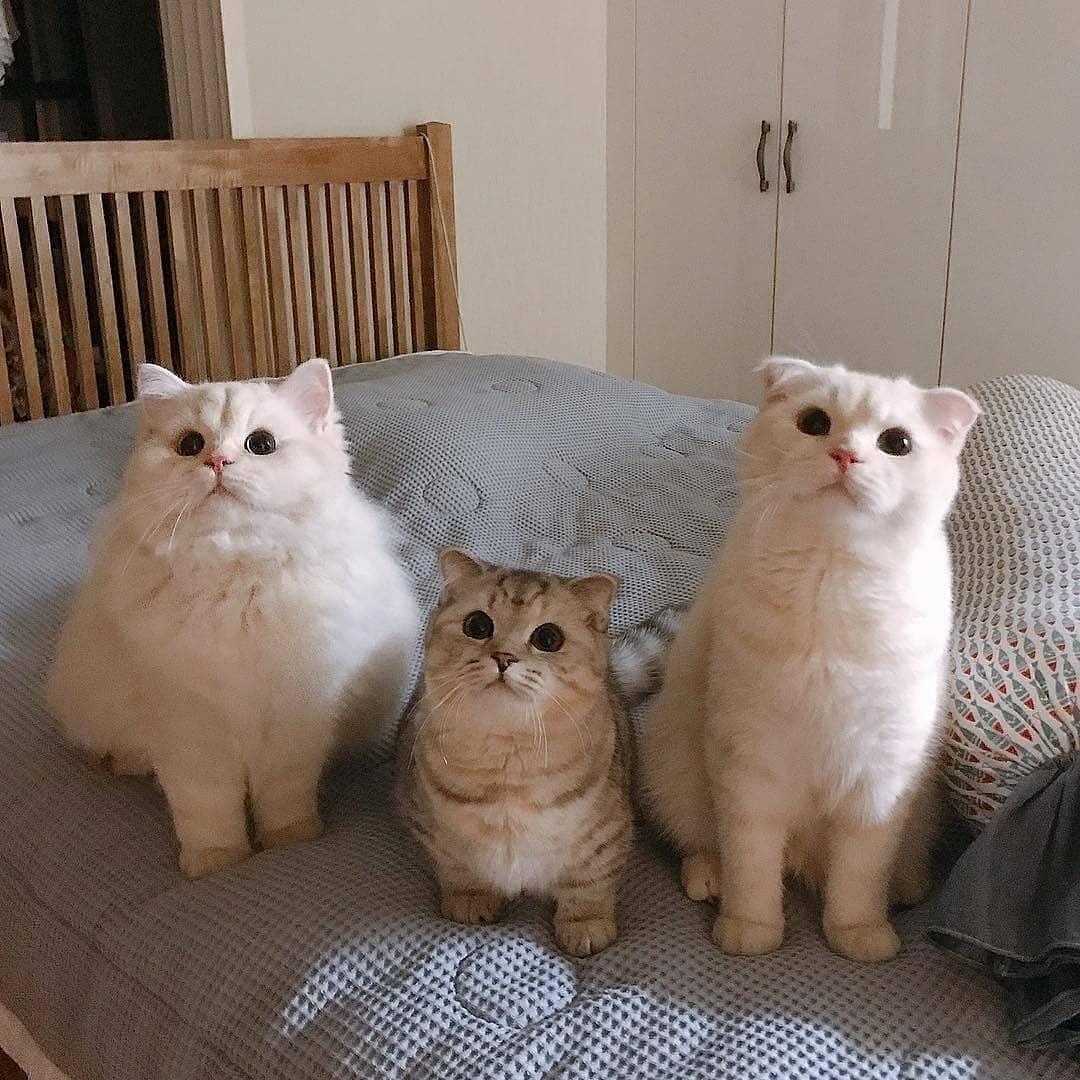 在医院给猫打完疫苗可以直接回家?疫苗过敏的