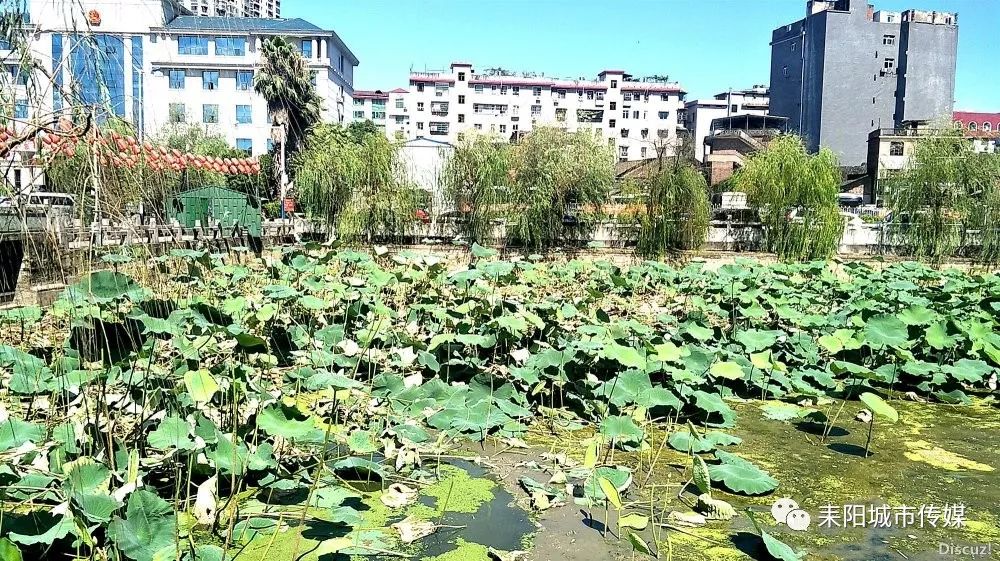 耒阳将重度整治"蔡伦纪念园"被污染的湖水_蔡子池