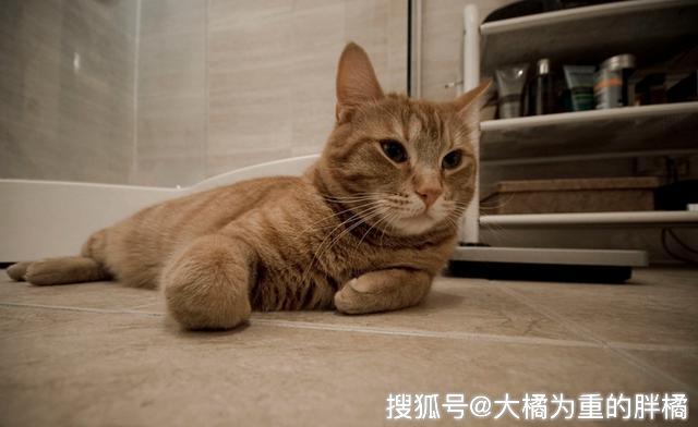 被猫跳蚤咬了怎么办