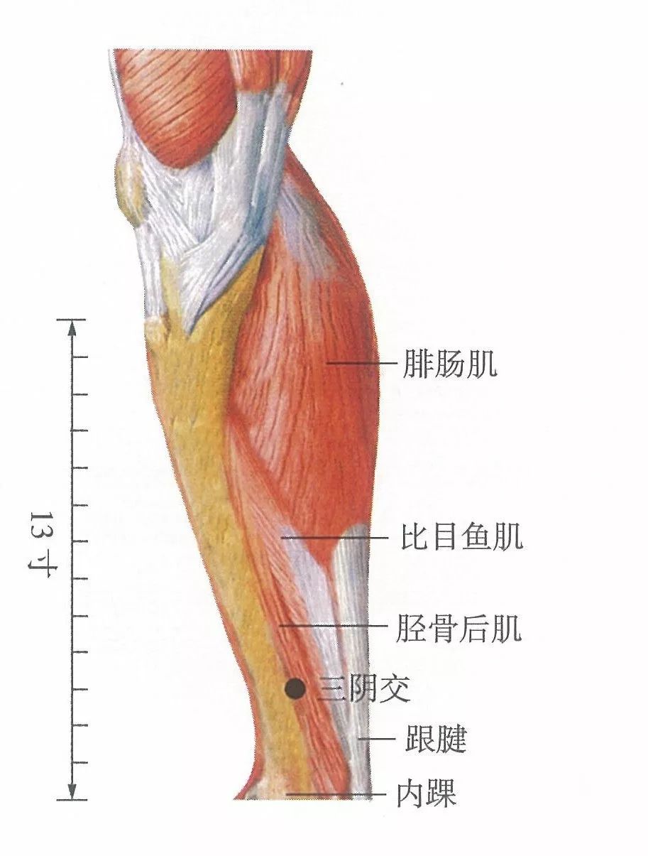 高点处,则食指上缘与胫骨内侧缘后方的交点处就是三阴交穴的所在部位