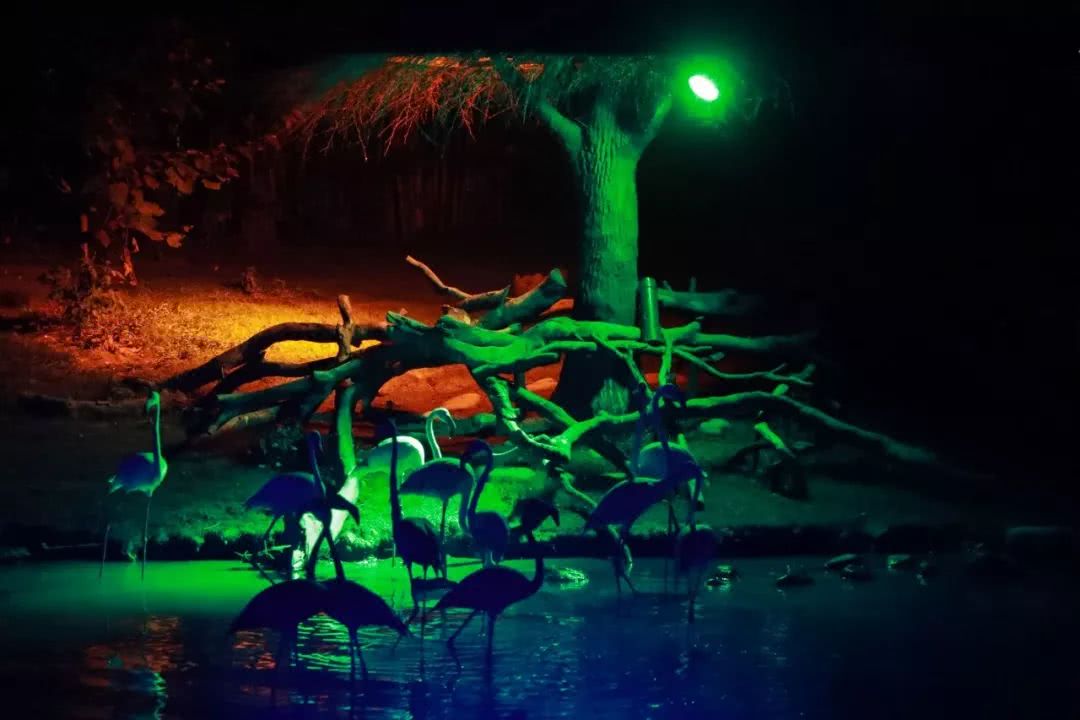 阿拉也有夜间动物园了!提前探营上海野生动物园,夜晚的它们究竟多神秘