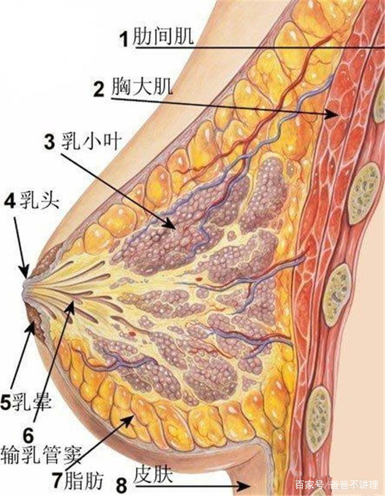 堵奶后用土豆敷的原理_马桶冲水结束后,往上反水是因为马桶的虹吸(3)