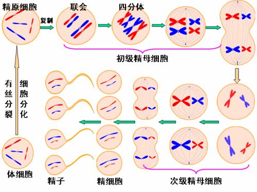 检查无精怎么办