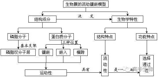 3 物质跨膜运输的方式