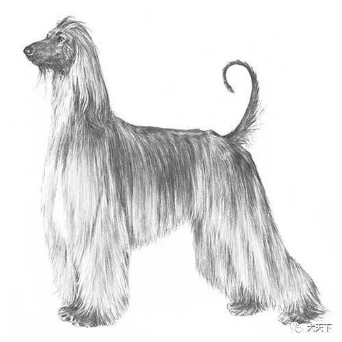 点指名犬——古老、神秘的风之骄子，阿富汗猎犬