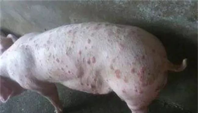 【养猪技术】猪痘病的防治方法