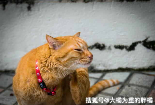 被猫跳蚤咬了怎么办