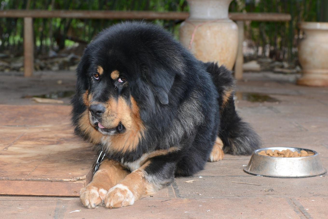 藏獒的排名_中国藏獒十大獒王排名