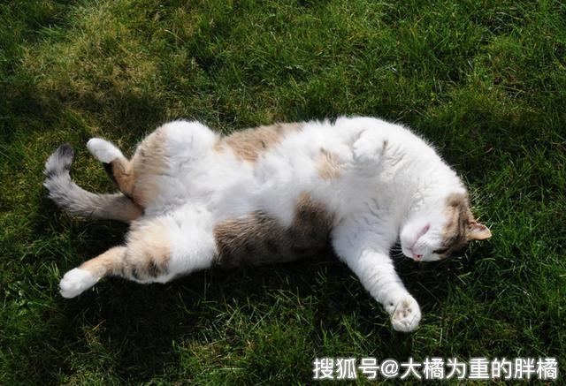 被猫跳蚤咬了怎么办