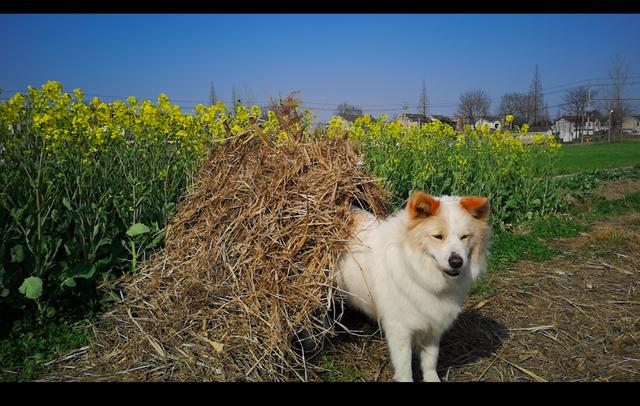 小朋友们画的小狗狗 a99fbf84425d4649a8073f74a2571510.jpeg