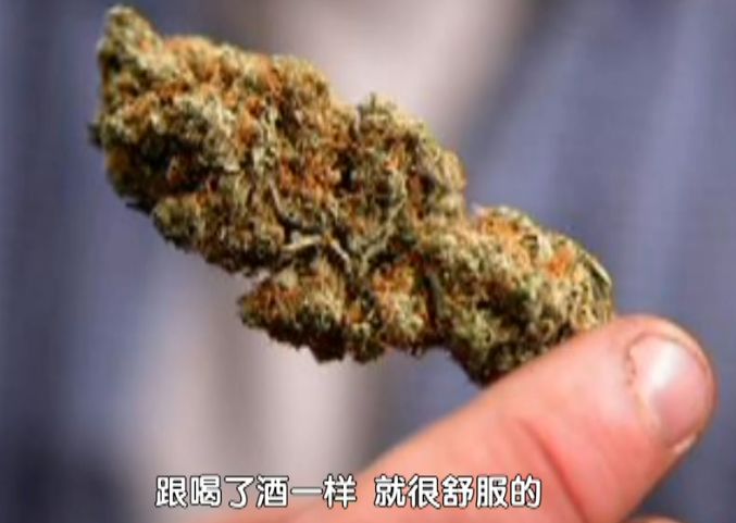 平湖有人自学种大麻自产自销结果